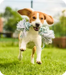 Dog Image 6
